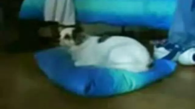 A young and innocent student in rough sex with a man opened up 100 percent douche tukif